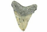 Fossil Megalodon Tooth - North Carolina #363720-1